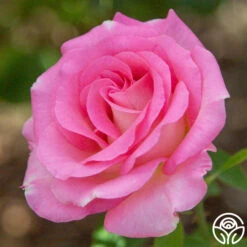 Falling In Love™ -FloraFinesse Shop falling in love 15