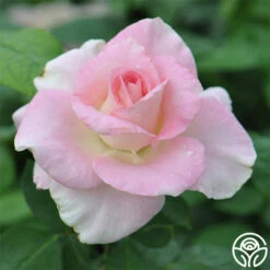 Falling In Love™ -FloraFinesse Shop falling in love 2