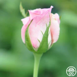 Falling In Love™ -FloraFinesse Shop falling in love 3 2