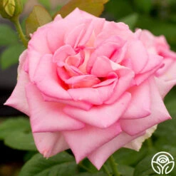 Falling In Love™ -FloraFinesse Shop falling in love 4 1