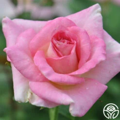 Falling In Love™ -FloraFinesse Shop falling in love 5 1