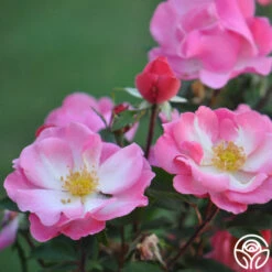 Fashion Statement™ -FloraFinesse Shop fashion statement 2 8