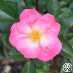 Fashion Statement™ -FloraFinesse Shop fashion statement 3 1 1