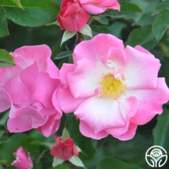 Fashion Statement™ -FloraFinesse Shop fashion statement 4 8