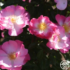 Fashion Statement™ -FloraFinesse Shop fashion statement 5 8