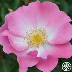 Fashion Statement™ -FloraFinesse Shop fashion statement 6