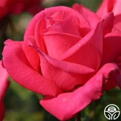 Eleganza® Fiji 8 Eleganza® Fiji -FloraFinesse Shop fiji 1 9