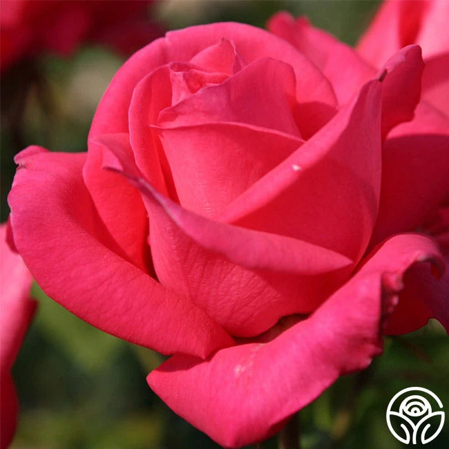 Eleganza® Fiji 4 Eleganza® Fiji - Image 4