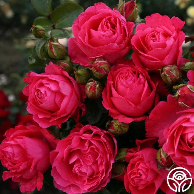 Eleganza® Fiji 1 Eleganza® Fiji