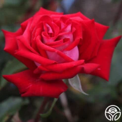 Fire 'N' Ice -FloraFinesse Shop fire n ice 2 1