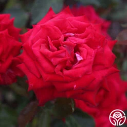 Fire 'N' Ice -FloraFinesse Shop fire n ice 3