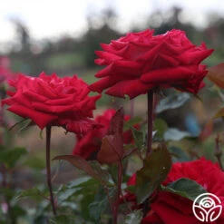 Fire 'N' Ice -FloraFinesse Shop fire n ice 4