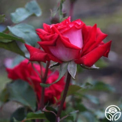 Fire 'N' Ice -FloraFinesse Shop fire n ice 5