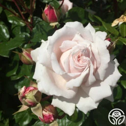 Parfuma® First Crush™ -FloraFinesse Shop first crush 2 1