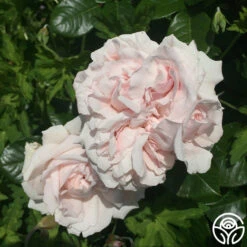 Parfuma® First Crush™ -FloraFinesse Shop first crush 4