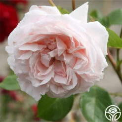 Parfuma® First Crush™ -FloraFinesse Shop first crush 6