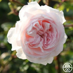 Parfuma® First Crush™ -FloraFinesse Shop first crush 9