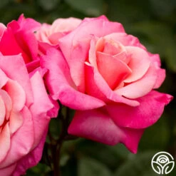 First Prize -FloraFinesse Shop first prize 2 8