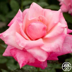 First Prize -FloraFinesse Shop first prize 3 8