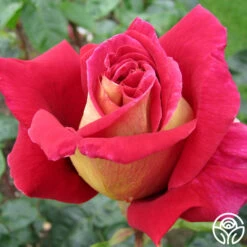 Front Page 19 Flaming Peace