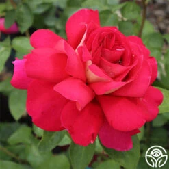 Front Page -FloraFinesse Shop flaming peace 2