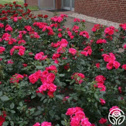 Kolorscape® Flamingo -FloraFinesse Shop flamingo kolorscape 2