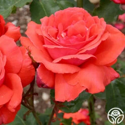 Fragrant Cloud -FloraFinesse Shop fragrant cloud 2 8