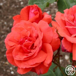 Fragrant Cloud -FloraFinesse Shop fragrant cloud 3 8