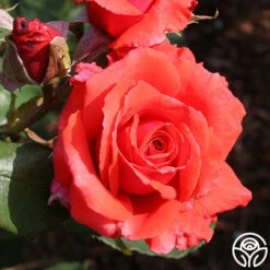 Fragrant Cloud -FloraFinesse Shop fragrant cloud 4