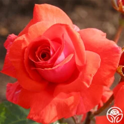 Fragrant Cloud -FloraFinesse Shop fragrant cloud 6