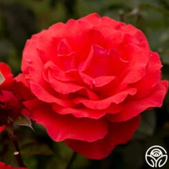 Fragrant Cloud -FloraFinesse Shop fragrant cloud 7