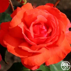 Fragrant Cloud -FloraFinesse Shop fragrant cloud 8