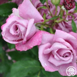 Fragrant Plum 21 Fragrant Plum -FloraFinesse Shop fragrant plum 4 1