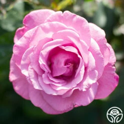 Fragrant Plum 20 Fragrant Plum -FloraFinesse Shop fragrant plum 5 1