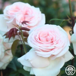 Francis Meilland® -FloraFinesse Shop francis meilland 13