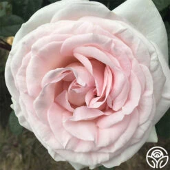 Francis Meilland® -FloraFinesse Shop francis meilland 1 8