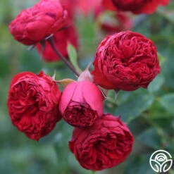 Francois Rabelais -FloraFinesse Shop francois rabelais 11