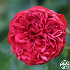 Francois Rabelais -FloraFinesse Shop francois rabelais 12