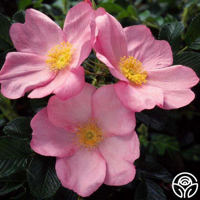 Fru Dagmar Hastrup 1 Fru Dagmar Hastrup