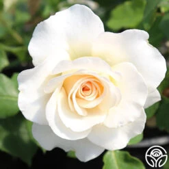 French Lace™ -FloraFinesse Shop french lace 11