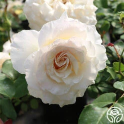 French Lace™ -FloraFinesse Shop french lace 3