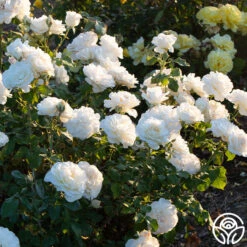 French Lace™ -FloraFinesse Shop french lace 4