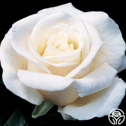 Full Sail 22 Full Sail -FloraFinesse Shop full sail 1 8