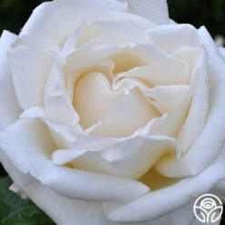 Full Sail 14 Full Sail -FloraFinesse Shop full sail 2 8