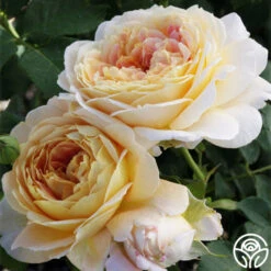 Fun In The Sun™ 7 Fun In The Sun™ -FloraFinesse Shop fun in the sun