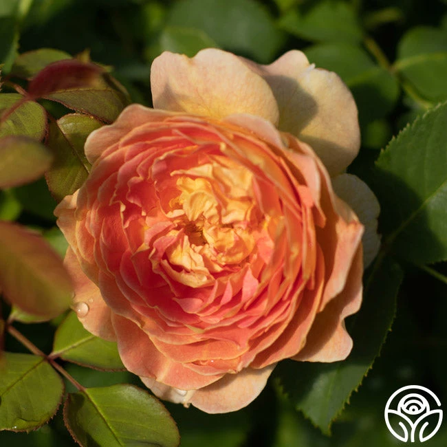 Fun In The Sun™ 3 Fun In The Sun™ - Image 3