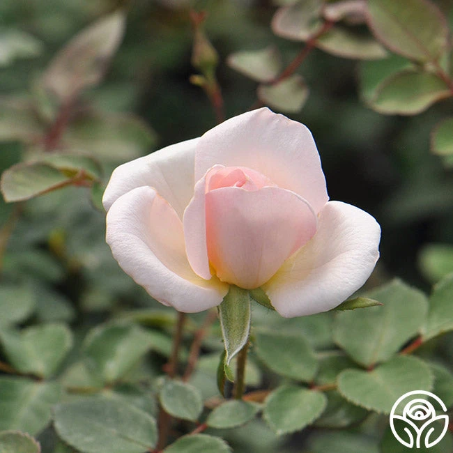 Garden Time™ 2 Garden Time™ - Image 2