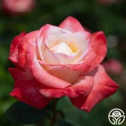 Gemini® 14 Gemini® -FloraFinesse Shop gemini 5 1