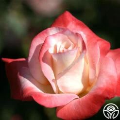 Gemini® 15 Gemini® -FloraFinesse Shop gemini 6 2