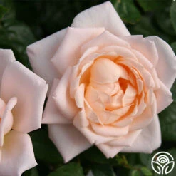 Generosity™ -FloraFinesse Shop generosity 3